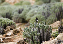 Oenanthe leucura