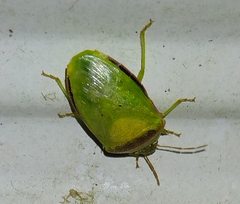 Piezodorus guildinii