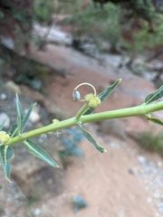 Asclepias erosa