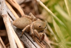 Habronattus borealis
