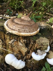 Ganoderma applanatum