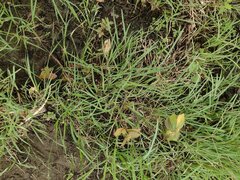 Panicum repens