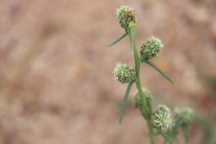 Salsola australis