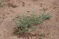 Salsola australis