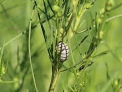 Leptinotarsa lineolata