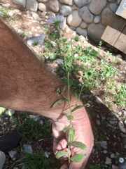 Erigeron rybius