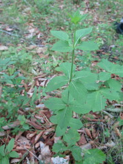 Adenophora triphylla