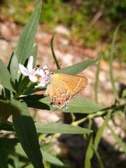 Callophrys gryneus