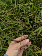 Paspalum paniculatum