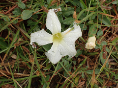Ipomoea imperati