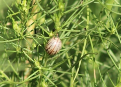 Leptinotarsa lineolata