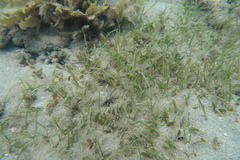 Halophila ovalis
