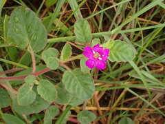 Okenia hypogaea