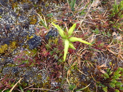 Castilleja fissifolia