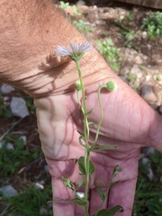 Erigeron rybius