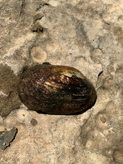 Unionidae
