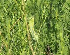 Campylacantha olivacea