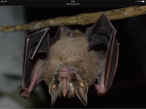 Pygmy Fruit-eating Bat