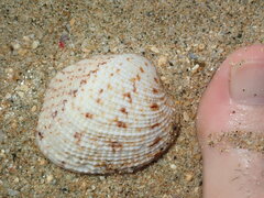 Periglypta reticulata