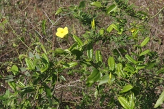 Pentalinon luteum