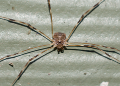 Leptobunus parvulus