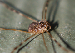 Leptobunus parvulus
