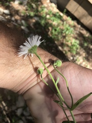 Erigeron rybius