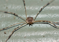 Leptobunus parvulus