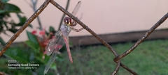 Orthemis discolor