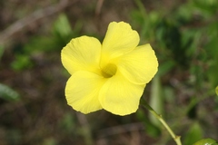 Pentalinon luteum