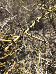 Adolphia californica