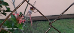 Orthemis discolor