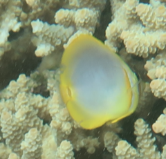 Chaetodon aureofasciatus
