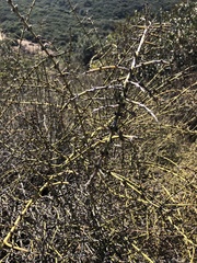 Adolphia californica