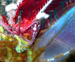 Annulobalcis vinarius