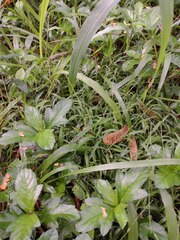 Digitaria radicosa