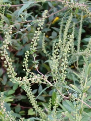 Ambrosia artemisiifolia