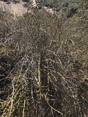 Adolphia californica