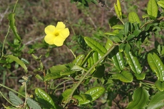 Pentalinon luteum