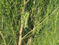 Campylacantha olivacea