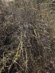 Adolphia californica