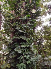 Syngonium podophyllum