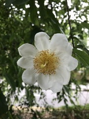 Oncoba spinosa