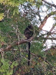 Dendrolagus lumholtzi