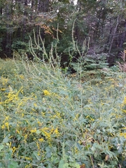Ambrosia artemisiifolia