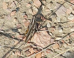 Melanoplus packardii