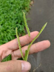 Paspalum fimbriatum
