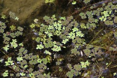 Azolla caroliniana