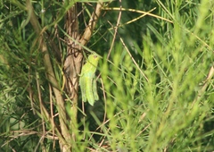 Campylacantha olivacea