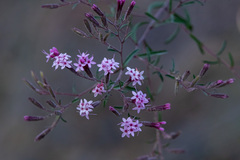 Stevia viscida